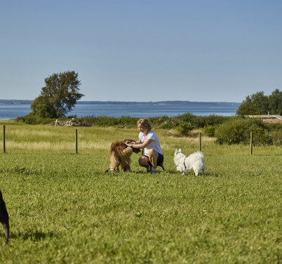 Dog-friendly campsite