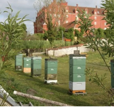 Visiting apiary - Langeland's Beekeepers' Association