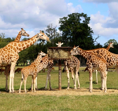 Knuthenborg Safaripark (Lolland)